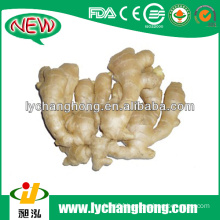 Fresh Ginger export of agriculture products/wholesale ginger price